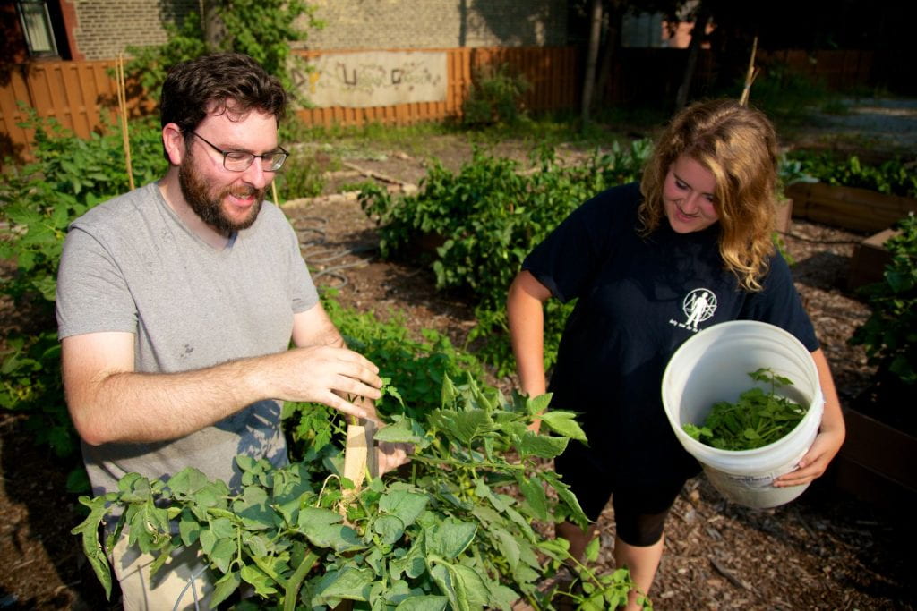 Two community members harvest greens from the DePaul Urban Garden.